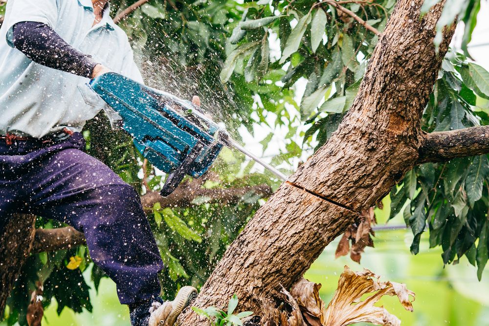 tree trimming service