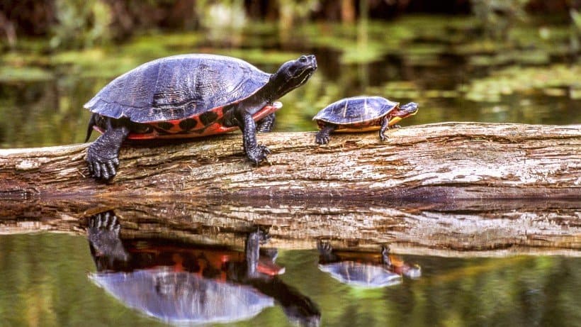 Turtle Information – Tactics on How to Handle Your Pet
