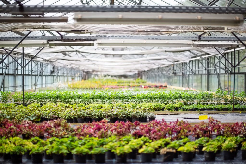 Buying Garden Centre