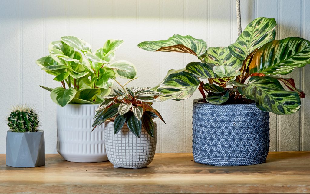 house plants